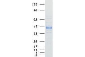 Validation with Western Blot