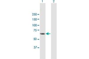 Western Blot analysis of RGS12 expression in transfected 293T cell line by RGS12 MaxPab polyclonal antibody.