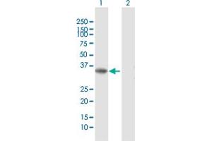 Western Blot analysis of RLBP1 expression in transfected 293T cell line by RLBP1 MaxPab polyclonal antibody.