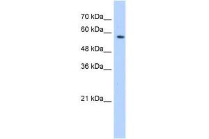 WB Suggested Anti-SF3A3 Antibody Titration:  0.