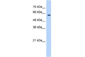 WB Suggested Anti-SF3A3 Antibody Titration:  0. (SF3A3 anticorps  (Middle Region))