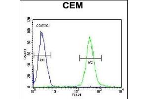 AT8B2 Antibody (N-term) (ABIN654734 and ABIN2844422) flow cytometric analysis of CEM cells (right histogram) compared to a negative control cell (left histogram). (ATP8B2 anticorps  (N-Term))