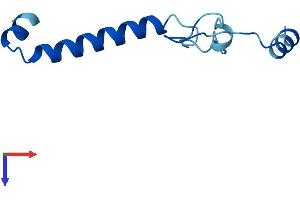 AlphaFold protein structure predicition of Mouse Recombinant Nmes1 Protein, UniprotID Q810Q5