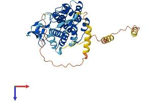 AlphaFold protein structure predicition of Mouse Recombinant Oscp1 Protein, UniprotID Q8BHW2