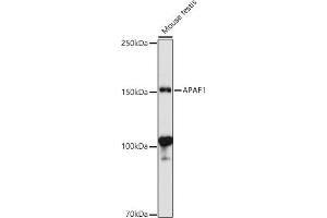 Western blot analysis of extracts of Mouse testis, using  antibody (ABIN1678685, ABIN3015308, ABIN3015309 and ABIN6213977) at 1:1000 dilution. (APAF1 anticorps  (AA 1-250))