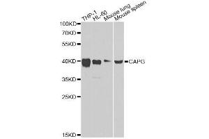 Western blot analysis of extracts of various cell lines, using CAPG Antibody. (CAPG anticorps  (AA 1-348))
