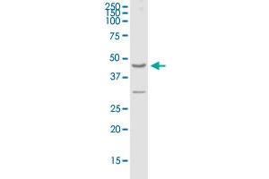 GPRC5A MaxPab polyclonal antibody.