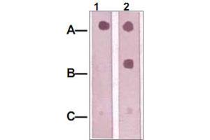 Dot Blot : 1 ug peptide was blot onto NC membrane. (IRS1 anticorps  (pSer312))