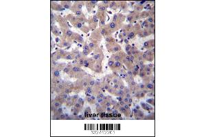 PRCP Antibody immunohistochemistry analysis in formalin fixed and paraffin embedded human liver tissue followed by peroxidase conjugation of the secondary antibody and DAB staining.