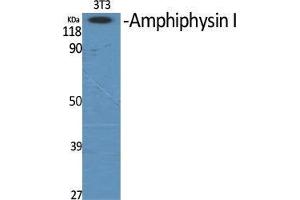 Western Blot (WB) analysis of specific cells using Amphiphysin I Polyclonal Antibody. (Amphiphysin anticorps  (Internal Region))