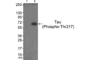 Western blot analysis of extracts from HepG2 cells (Lane 2), using Tau (Phospho-Thr217) Antibody. (MAPT anticorps  (pThr217))