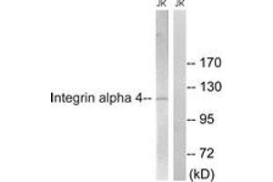 Western blot analysis of extracts from Jurkat cells, treated with PMA 125ng/ml 30', using Integrin alpha4 (Ab-1027) Antibody. (ITGA4 anticorps  (AA 983-1032))