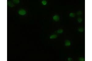 Immunofluorescent staining of HeLa cells using anti-GSC mouse monoclonal antibody (ABIN2452379).
