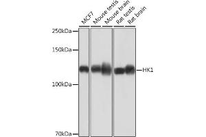 Western blot analysis of extracts of various cell lines, using HK1 Rabbit mAb (ABIN7267638) at 1:1000 dilution.