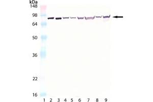 Western blot analysis of HSC70/HSP70, mAb (N27F3-4) :Lane 1: MW marker,Lane 2: HSC70/HSP73 (bovine), (recombinant) ,Lane 3: HSP70/HSP72 (human), (recombinant) ,Lane 4: 3T3,Lane 5: 3T3 (heat shocked),Lane 6: HeLa,Lane 7: HeLa (heat shocked),Lane 8: PC-12,Lane 9: PC-12 (heat shocked). (Hsc70 anticorps)