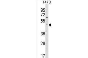 ARHGEF35 Antibody (Center) (ABIN1538181 and ABIN2850203) western blot analysis in T47D cell line lysates (35 μg/lane). (ARHGEF35 anticorps  (AA 248-275))