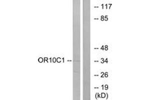 Western blot analysis of extracts from LOVO cells, using OR10C1 Antibody. (OR10C1 anticorps  (AA 61-110))