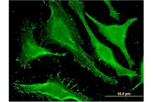 Immunofluorescence of monoclonal antibody to STON1 on HeLa cell.