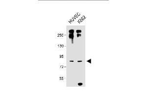All lanes : Anti-DLL4_HUN at 1:1000 dilution Lane 1: HUVEC whole cell lysate Lane 2: K562 whole cell lysate Lysates/proteins at 20 μg per lane. (DLL4 anticorps  (C-Term))