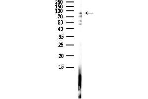 Western blot analysis of lysates from HUVEC cells(LPS,4h treatment), using Hsp90 alpha Antibody at 1/1000 dilution.