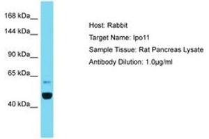 Image no. 1 for anti-Importin 11 (IPO11) (AA 328-377) antibody (ABIN6750373)