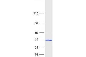 Validation with Western Blot