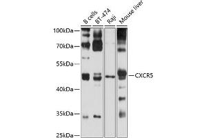 Western blot analysis of extracts of various cell lines, using CXCR5 antibody (ABIN6134268, ABIN6139288, ABIN6139289 and ABIN6220896) at 1:1000 dilution.