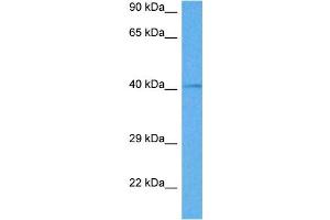 Host:  Rabbit  Target Name:  GATA5  Sample Tissue:  Mouse Testis  Antibody Dilution:  1ug/ml (GATA5 anticorps  (C-Term))