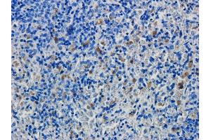 Immunohistochemical staining of rat spleen tissue using anti-CD19 antibody FMC63. (Recombinant CD19 anticorps)