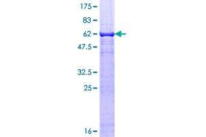 Image no. 1 for TEA Domain Family Member 3 (TEAD3) (AA 1-324) protein (GST tag) (ABIN1322444)