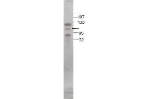 Image no. 1 for anti-STAT5 A/B (STAT5 A/B) (C-Term) antibody (ABIN296137)
