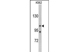 Western blot analysis of LLGL2 antibody (C-term) (ABIN388991 and ABIN2839224) in K562 cell line lysates (35 μg/lane). (LLGL2 anticorps  (C-Term))