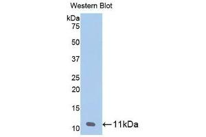 Detection of recombinant CXCL7 using Monoclonal Antibody to Chemokine (C-X-C motif) ligand 7 ( CXCL7) (CXCL7 anticorps  (AA 59-128))