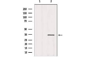 Western blot analysis of extracts from Hela, using OR5AT1 Antibody. (OR14A16 anticorps  (Internal Region))
