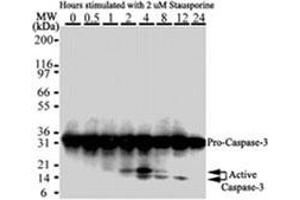 Caspase-3 Western Blot.