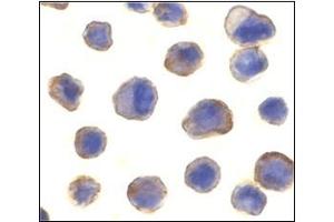 Immunocytochemistry of MADD in human spleen tissue with this product at 10 μg/ml.