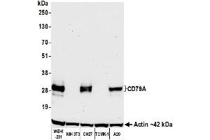 Western Blotting (WB) image for anti-B-cell antigen receptor complex-associated protein alpha chain (CD79A) (AA 176-226) antibody (ABIN7454004) (Recombinant CD79a anticorps  (AA 176-226))