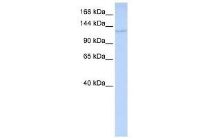 WDR3 antibody (70R-10457) used at 0. (WDR3 anticorps  (Middle Region))