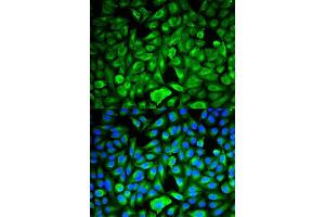Immunofluorescence analysis of HeLa cells using PEBP1 antibody. (PEBP1 anticorps  (AA 1-187))