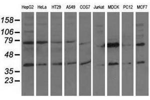 Image no. 4 for anti-COBW Domain Containing 1 (CBWD1) antibody (ABIN1497118)