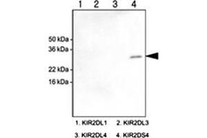 Western blot analysis of recombinant human KIR2DL1 , KIR2DL3 , KIR2DL4 and KIR2DS4 (each 100 ng) were resolved by SDS - PAGE , transferred to PVDF membrane and probed with KIR2DS4 monoclonal antibody , clone 5F2 (1 : 1000)  . (KIR2DS4 anticorps  (AA 23-223))