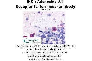 Image no. 1 for anti-Adenosine A1 Receptor (ADORA1) (C-Term) antibody (ABIN1731550) (ADORA1 anticorps  (C-Term))