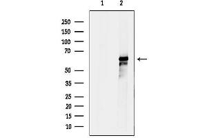 anti-Interleukin 4 Induced 1 (IL4I1) (N-Term) antibody