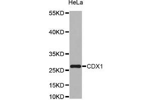 Western blot analysis of extracts of HeLa cell line, using CDX1 antibody. (CDX1 anticorps)