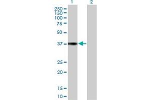 Western Blot analysis of COL9A1 expression in transfected 293T cell line by COL9A1 MaxPab polyclonal antibody.