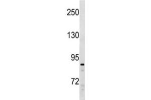 SUZ12 antibody western blot analysis in Ramos lysate.