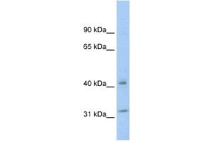 WB Suggested Anti-YWHAQ Antibody Titration:  0. (14-3-3 theta anticorps  (N-Term))