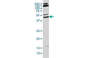 MKRN2 monoclonal antibody (M01), clone 5F8 Western Blot analysis of MKRN2 expression in Hela S3 NE . (MKRN2 anticorps  (AA 317-415))