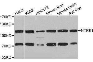 Western blot analysis of extracts of various cell lines, using NTRK1 antibody (ABIN5971124) at 1/1000 dilution. (TRKA anticorps)