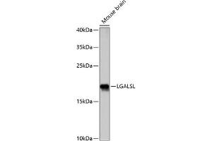 Western blot analysis of extracts of mouse brain, using LGALSL antibody (ABIN7267340) at 1:1000 dilution. (GRP anticorps  (AA 1-172))